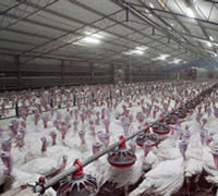 Australian turkey farming