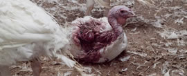 Australian Turkey Farming Big Birds, Big Cruelty