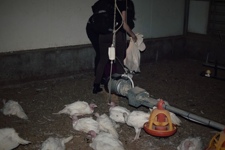 Turkey meat farming in Australia