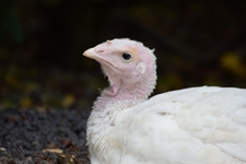 Turkey meat farming in Australia