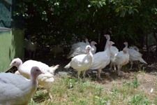 Turkey meat farming in Australia