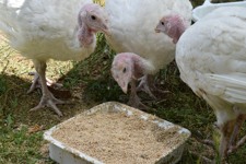 Turkey meat farming in Australia