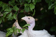 Turkey meat farming in Australia