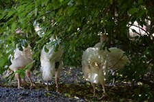 Turkey meat farming in Australia