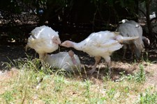 Turkey meat farming in Australia