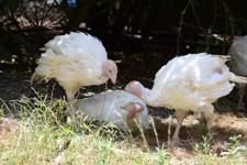 Turkey meat farming in Australia