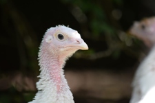 Turkey meat farming in Australia