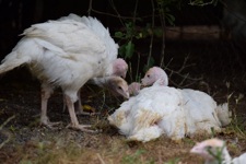 Turkey meat farming in Australia