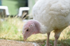 Turkey meat farming in Australia