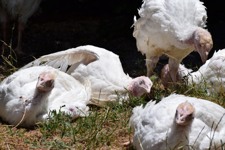 Turkey meat farming in Australia