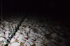 Turkey meat farming in Australia