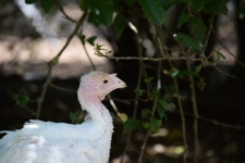 Turkey meat farming in Australia