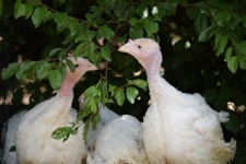 Turkey meat farming in Australia