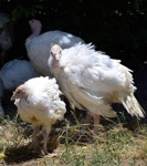 Turkey meat farming in Australia