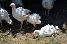 Turkey meat farming in Australia