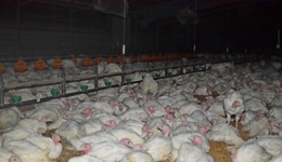 Turkey meat farming in Australia