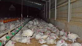 Turkey meat farming in Australia