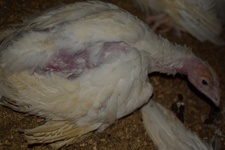 Turkey meat farming in Australia