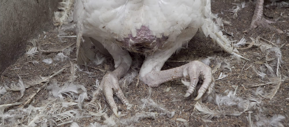 Australian Turkey Farming