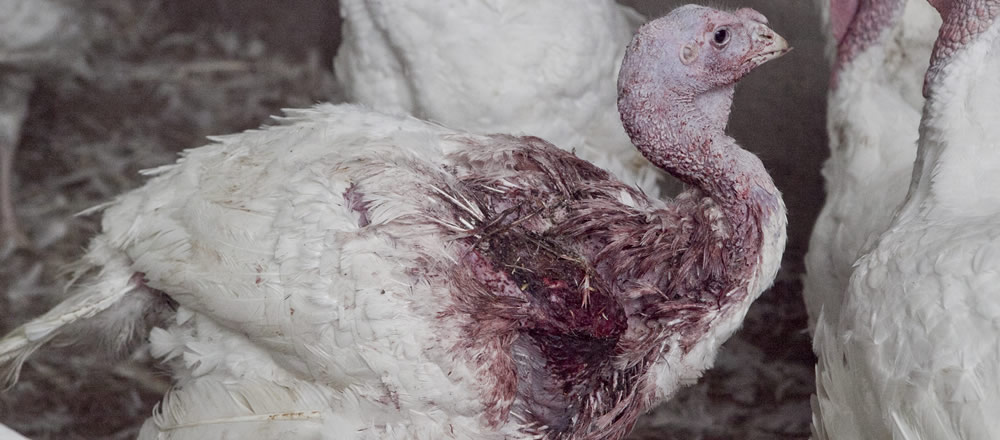 Facts - Australian Turkey Farming | Big Birds, Big Cruelty